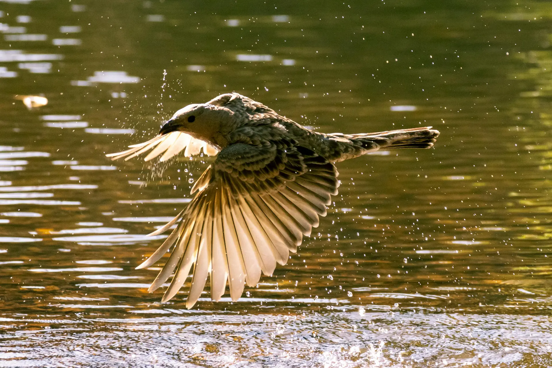 Bird in flight — representing momentum and recognition