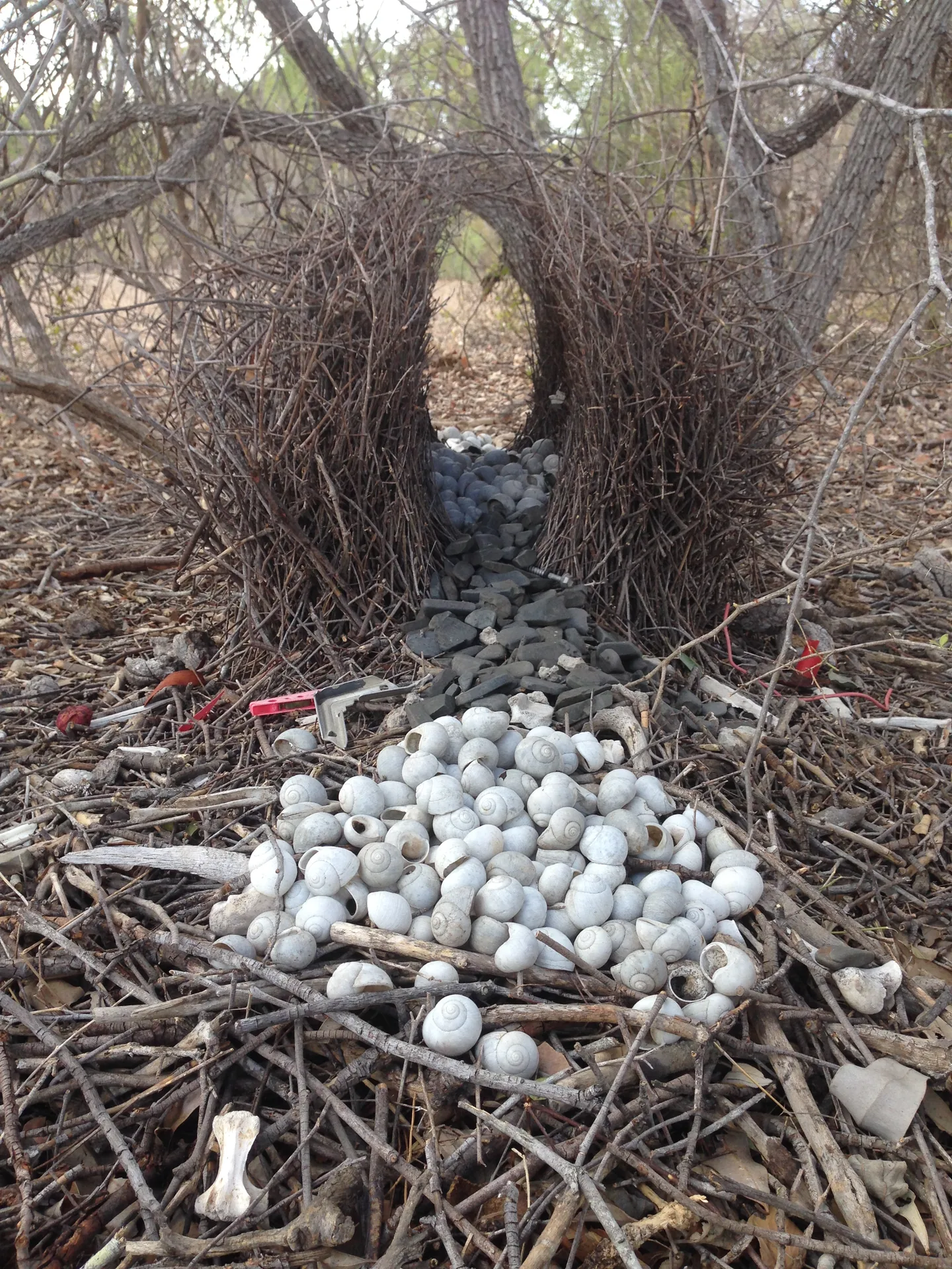 A great bowerbird's bower decorated with a careful arrangement of shells, the kind of specific detail a judging panel notices