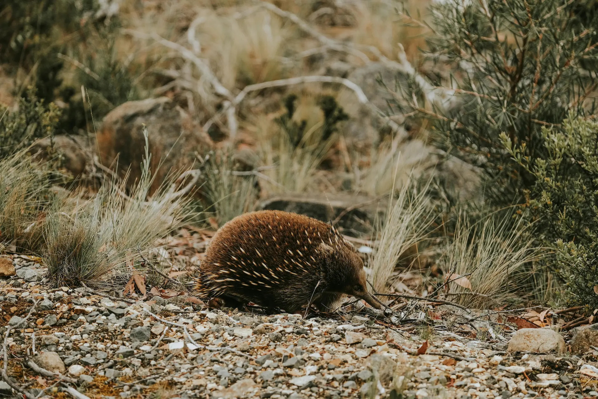 An echidna foraging in Australian scrubland — the KIS namesake