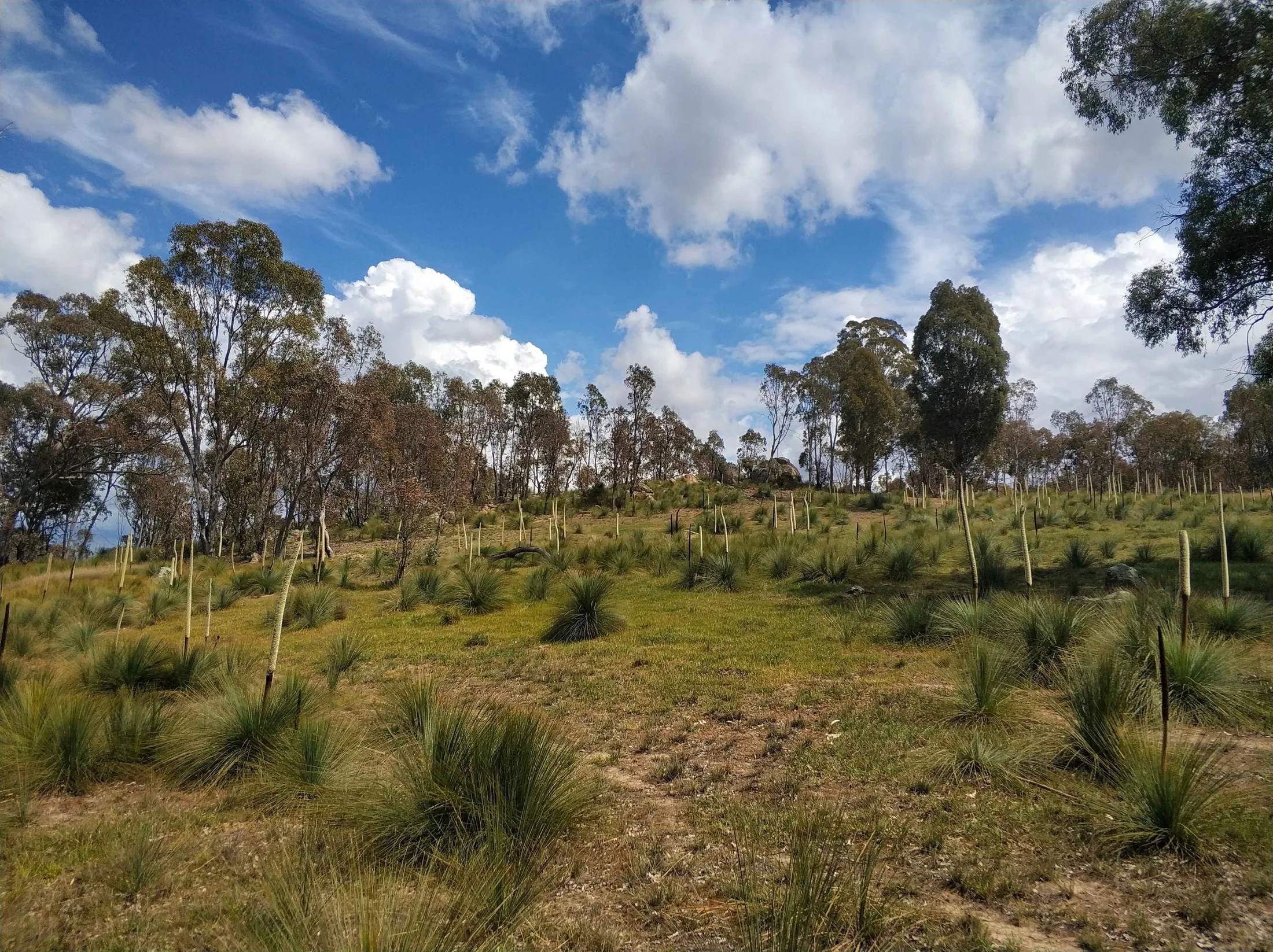 Grasstrees and granite boulders on an Australian hillside, a full-bleed landscape shot behind the Services page headline