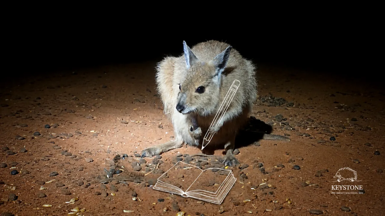A rock wallaby holding an illustrated pencil beside an open illustrated book, photographed at night, Keystone Impact Solutions