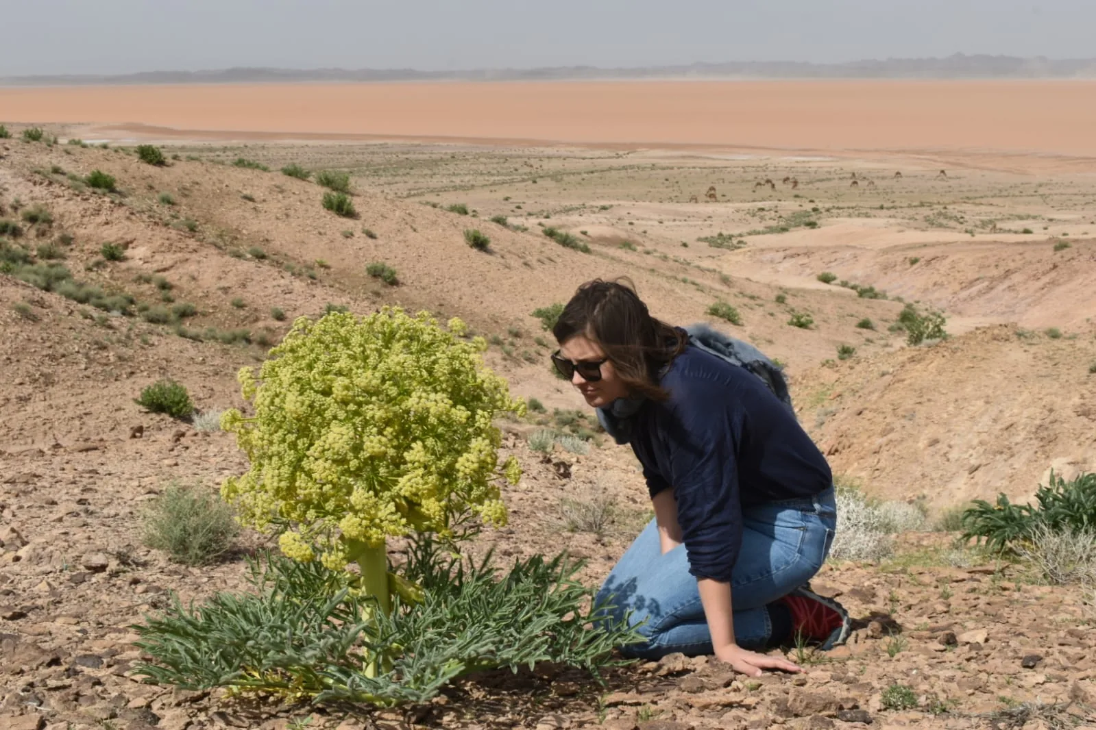Jess Hodgson botanising in the field in Iran