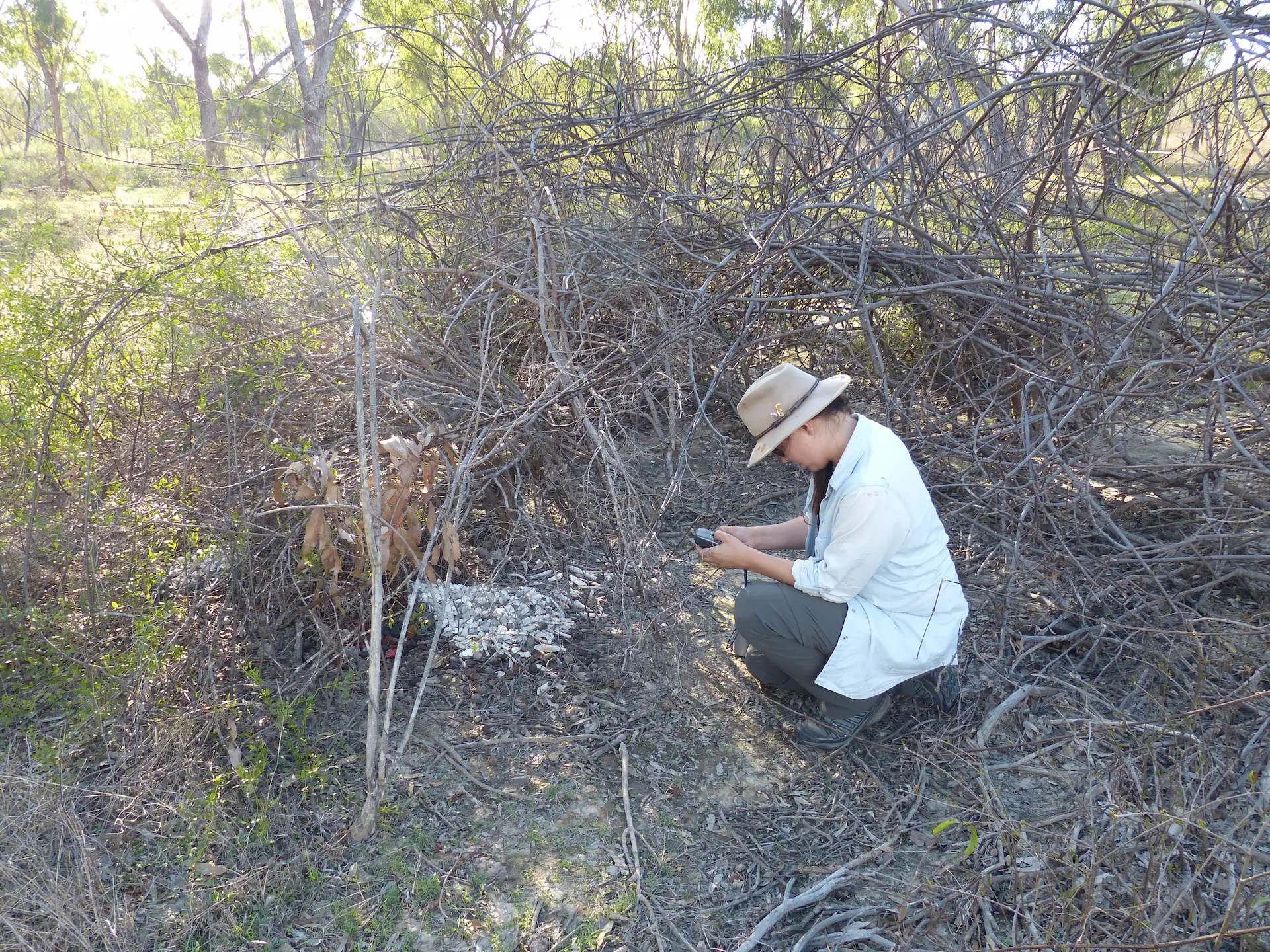 Dr Jess Hodgson conducting field research in Australian scrubland