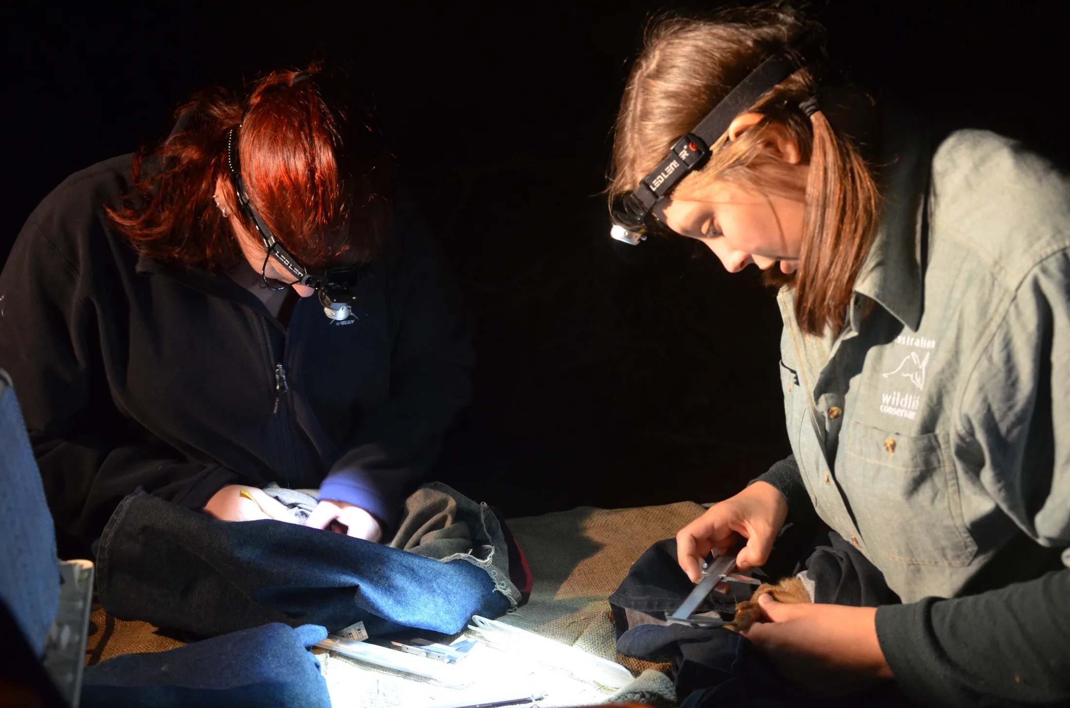 Jess Hodgson and a colleague processing a captured mammal during a night survey, headlamps lighting the dark