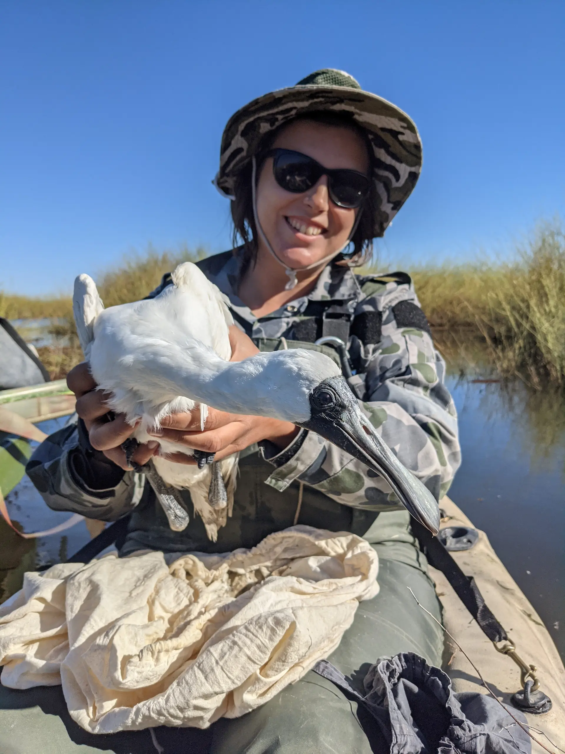 Dr Jess Hodgson conducting field research — holding a spoonbill during wetlands survey