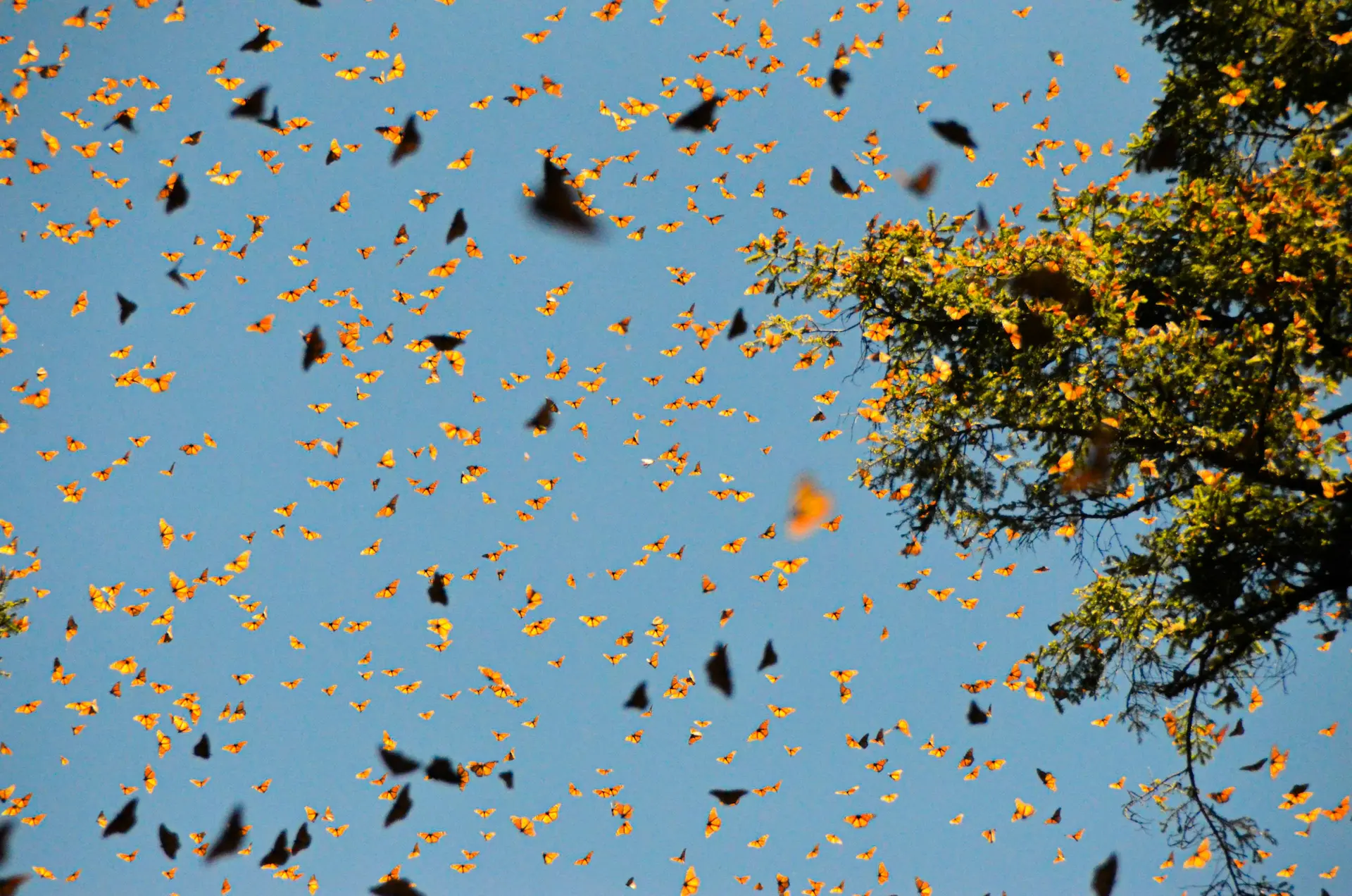 Monarch butterflies in flight — representing transformation
