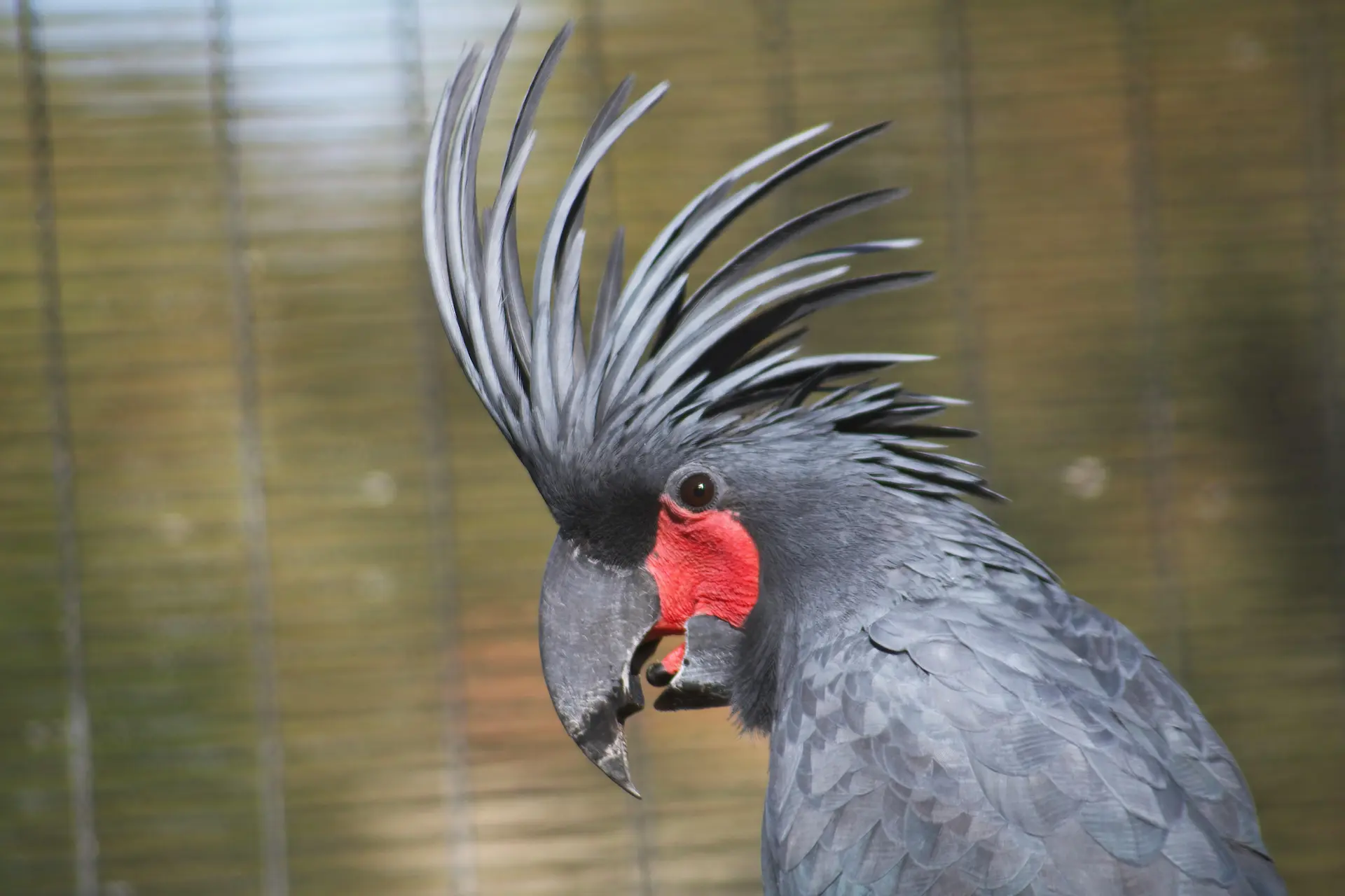 Palm cockatoo — representing conservation and biodiversity