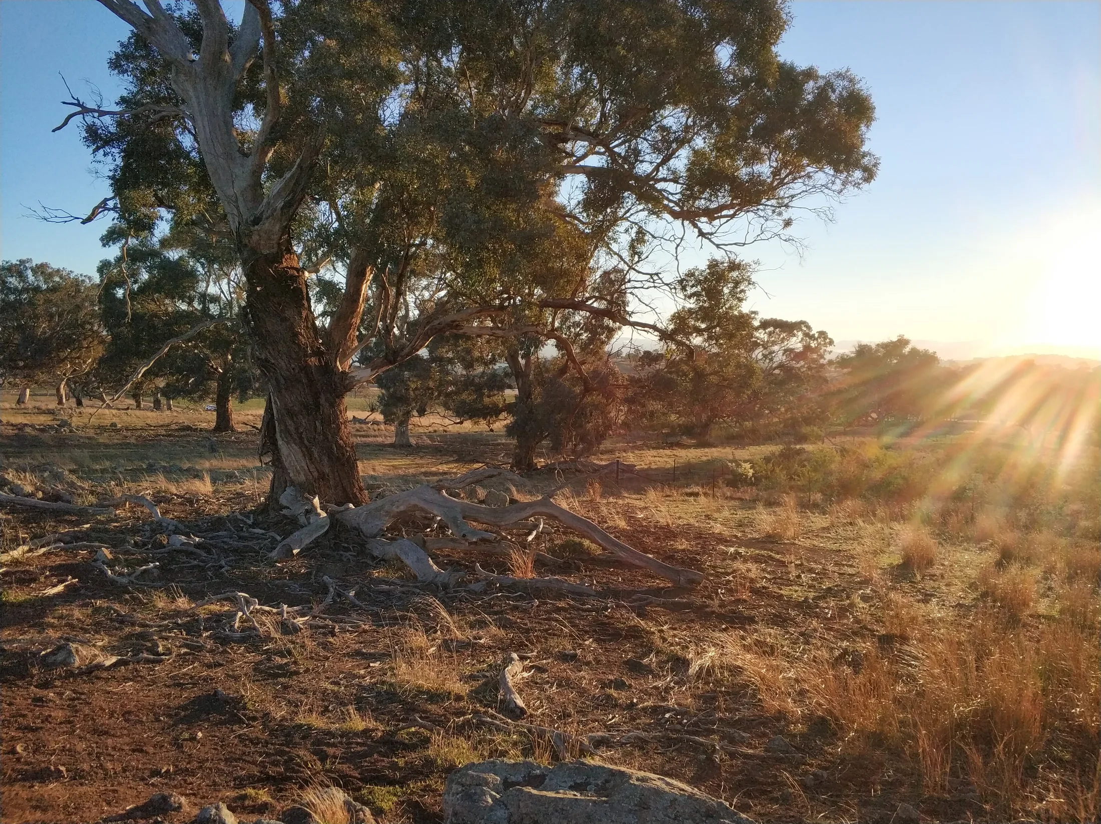 Sunrise over an Australian paddock through gum trees, a full-bleed landscape shot behind the Strategic Funding Partnership headline