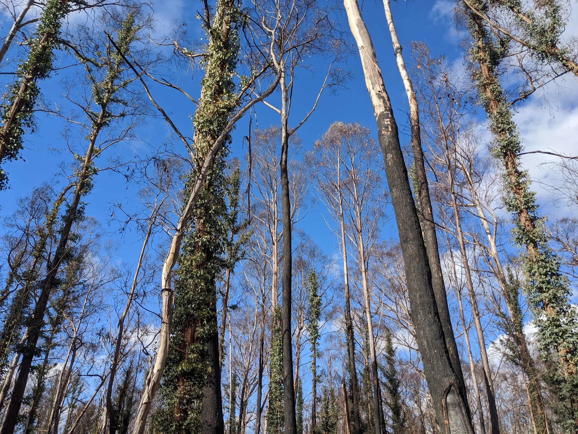 Epicormic regrowth on a tree recovering after the Tumbarumba bushfires